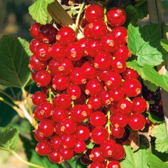 Смородина красная Императорская рисунок 8