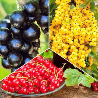 Суперпредложение! Комплект смородины Трио из 3 саженцев рисунок 2