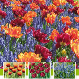 Суперпропозиція! Комплект тюльпанів, мускарі із 30-ти цибулин -My Garden