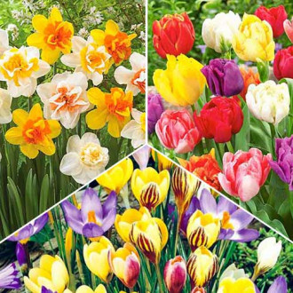 Суперпредложение! Коллекция луковиц Cottage Garden из 3 сортов рисунок 2