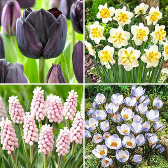Суперпредложение! Комплект луковиц Spring Garden из 4 сортов рисунок 8