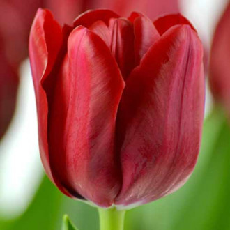 Тюльпан Тріумф Іль де Франс зображення 7