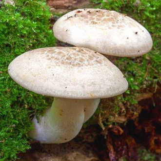 Вешенка ильмовая рисунок 8