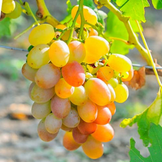 Виноград Дарвін зображення 6