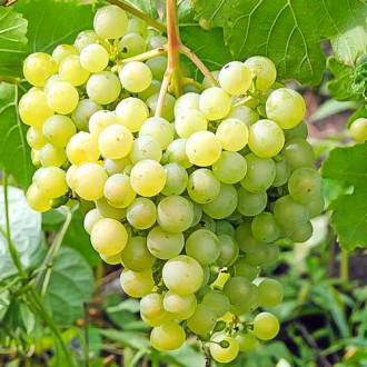 Виноград Дублянский рисунок 6