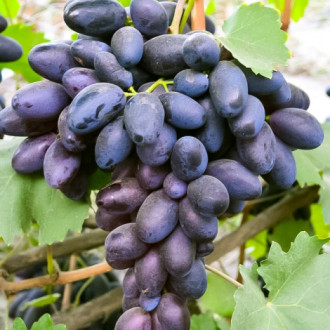 Виноград Веліка