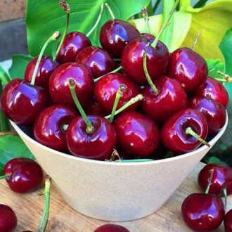 Вишня Шоколадница рисунок 7