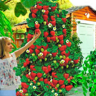 Полуниця ремонтантна В'юнка зображення 6