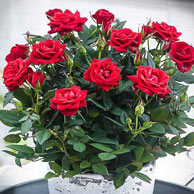 🌹Розы - often sought goods