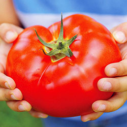 Томат 🍅 - often sought goods
