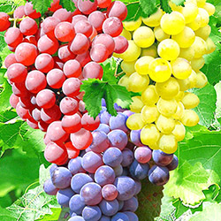 Виноград 🍇 - often sought goods