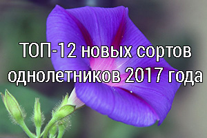 Дом и Сад - Топ-12 сортов-однолетников 2017 года для вашего цветника