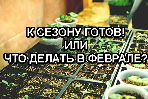 Дом и Сад - К сезону готов или что делать в феврале садоводу-огороднику