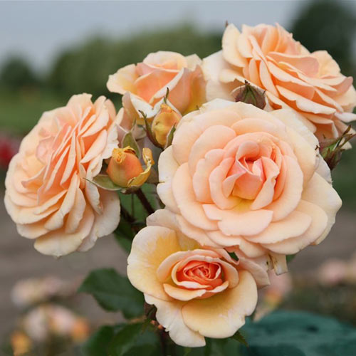 https://domicad.com.ua/ - Роза флорибунда Свит Хоней (Sweet Honey)