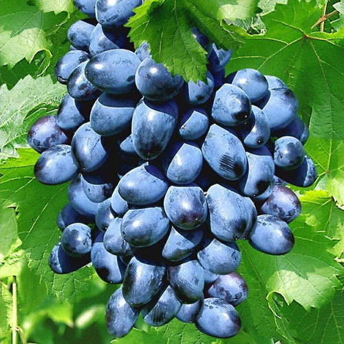 https://domicad.com.ua/ - Виноград Макси чeрный