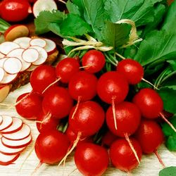 Редис Ультраранній, насіння зображення 15