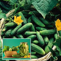 Огірок Засолочний, насіння -My Garden