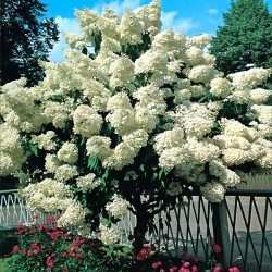 Дом и Сад - Гортензия метельчатая Гранди Флора (Grandiflora)