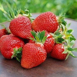 Дом и Сад - Клубника (крупная земляника) Клери 5+5 саж