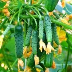 Огірок Кущовий, насіння -My Garden