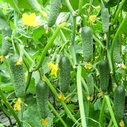 Огурец Кустовой -Viewed