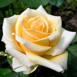 https://domicad.com.ua/ - Роза чайно-гибридная Казанова (Casanova)