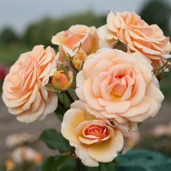 http://domicad.com.ua/ - Роза флорибунда Свит Хоней