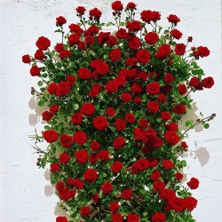 Троянда плетиста Сантана (Santana) -My Garden