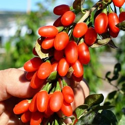 http://domicad.com.ua/ - Годжи Суперфрут