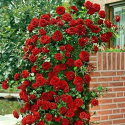 Троянда плетиста Чорний букет -My Garden