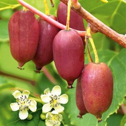 Міні-ківі (актинідія) Джамбо -My Garden