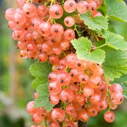 Порічки рожеві Чудові -My Garden