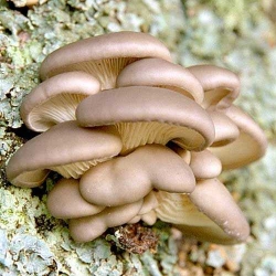 Вешенка индийская рисунок 6