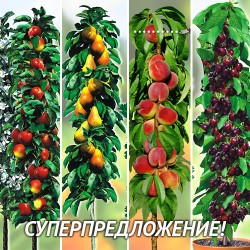 Дом и Сад - Суперпредложение! Комплект  колоновидных деревьев из 4-х саженцев