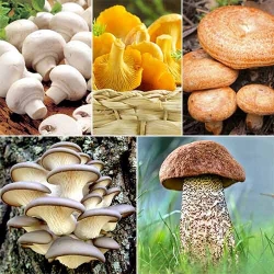 Суперпредложение! Комплект грибов для жарки из 5 упаковок