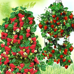 http://domicad.com.ua/ - Суперпредложение! Комплект земляники из 2-х сортов